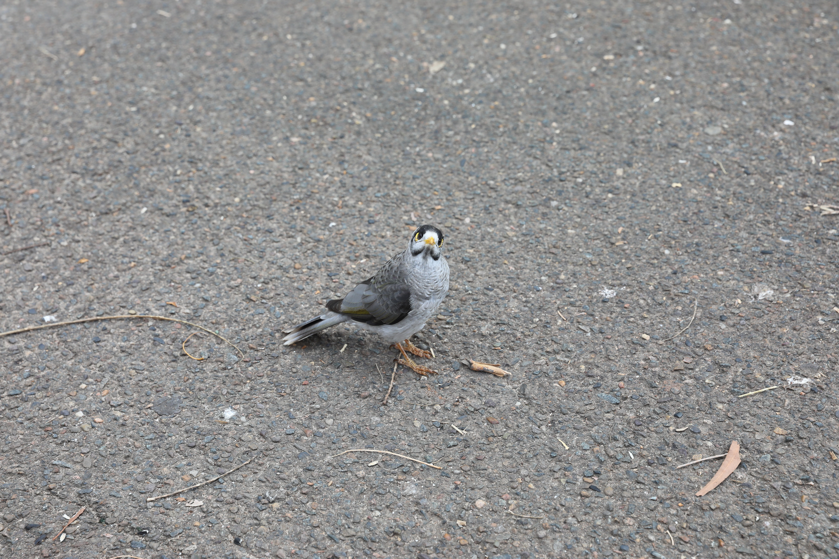 Royal Botanic Gardens